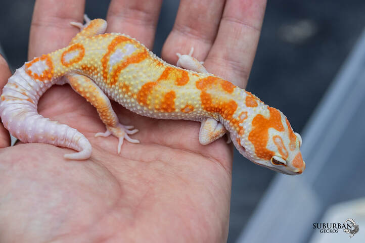 Available Leopard Geckos